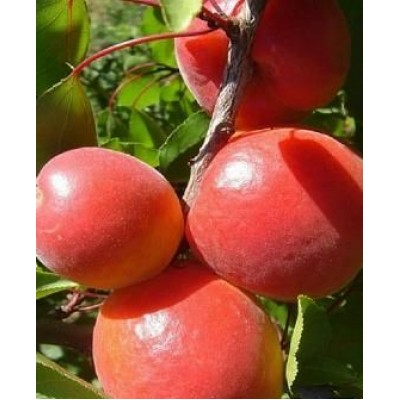Саженец абрикоса "Эрли Блаш"